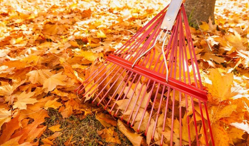 Fall Cleanup: What to Do When Autumn Leaves Start to Fall