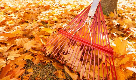 Fall Cleanup: What to Do When Autumn Leaves Start to Fall