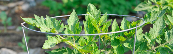 Midwest Plant Support Tomato Cage